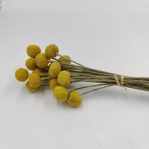 Ramos de Flores secas craspedia 120g  25000007 ARTEMIO CENTROARTESANO