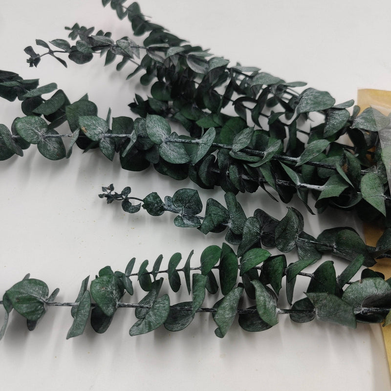 Ramos de hojas secas grandes de Eucaliptus hojas 70cm ARTEMIO CENTROARTESANO