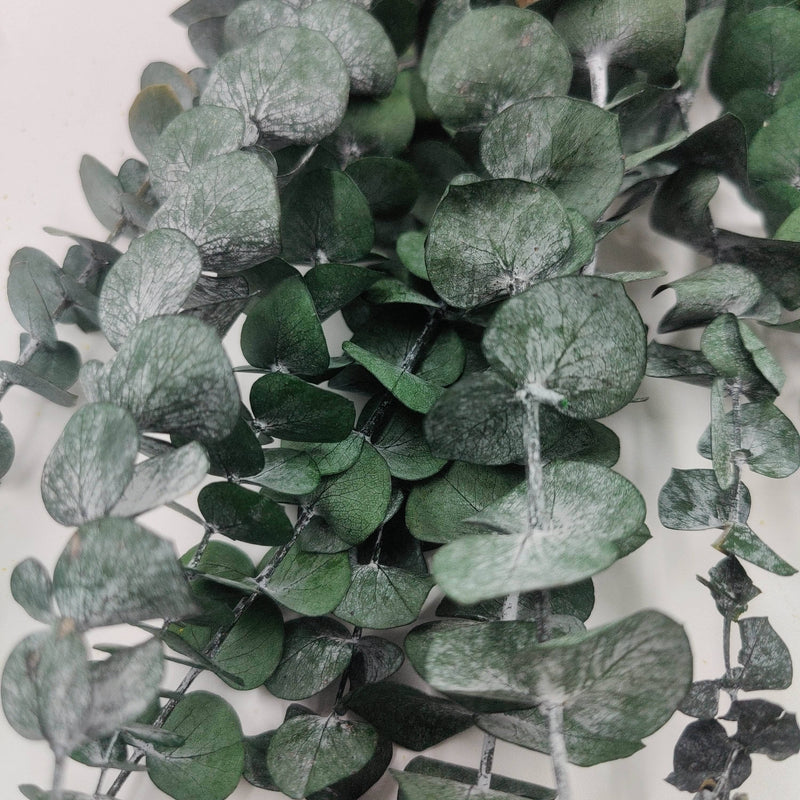 Ramos de hojas secas grandes de Eucaliptus hojas 70cm ARTEMIO CENTROARTESANO