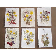 Flores secas prensadas 112 crisantemo naranja CHOPO CENTROARTESANO