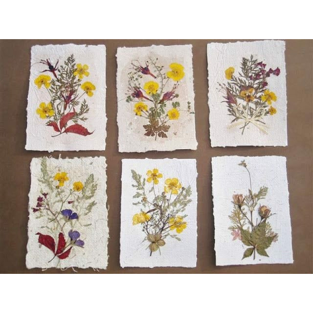 Flores secas prensadas 112 crisantemo naranja CHOPO CENTROARTESANO