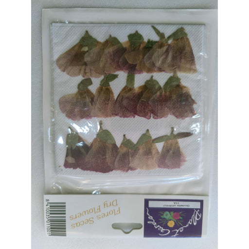 Flores secas prensadas 158C Lobularia maritima CHOPO CENTROARTESANO