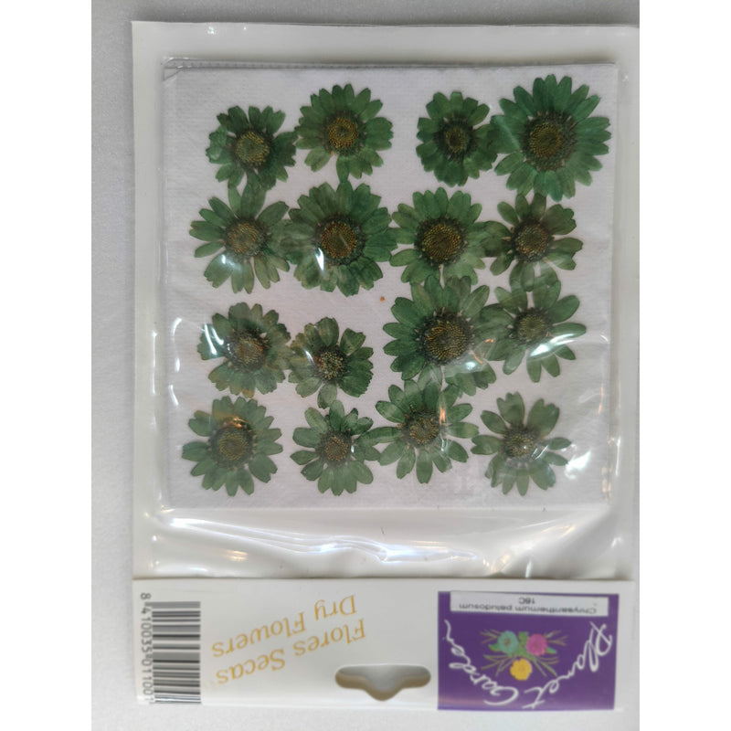 Flores secas prensadas 16C chrysanthemum paludosum (margarita verde) CHOPO CENTROARTESANO