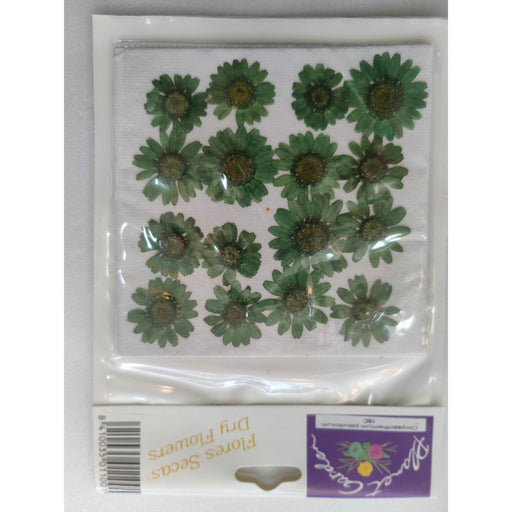 Flores secas prensadas 16C chrysanthemum paludosum (margarita verde) CHOPO CENTROARTESANO
