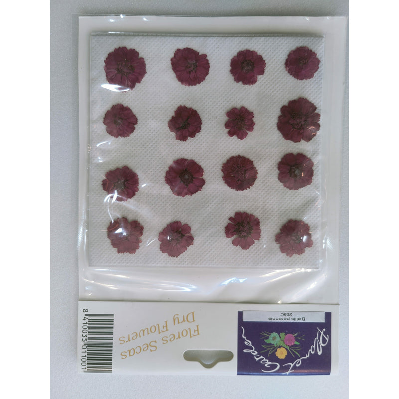 Flores secas prensadas 205F Bellis Perennis (margarita azul) CHOPO CENTROARTESANO