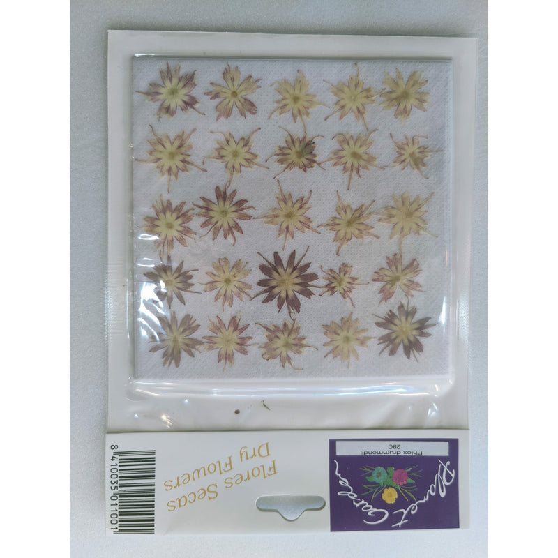 Flores secas prensadas 28C Phiox drummondi (Flox) CHOPO CENTROARTESANO