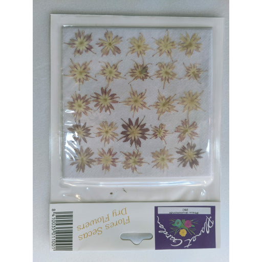 Flores secas prensadas 28C Phiox drummondi (Flox) CHOPO CENTROARTESANO