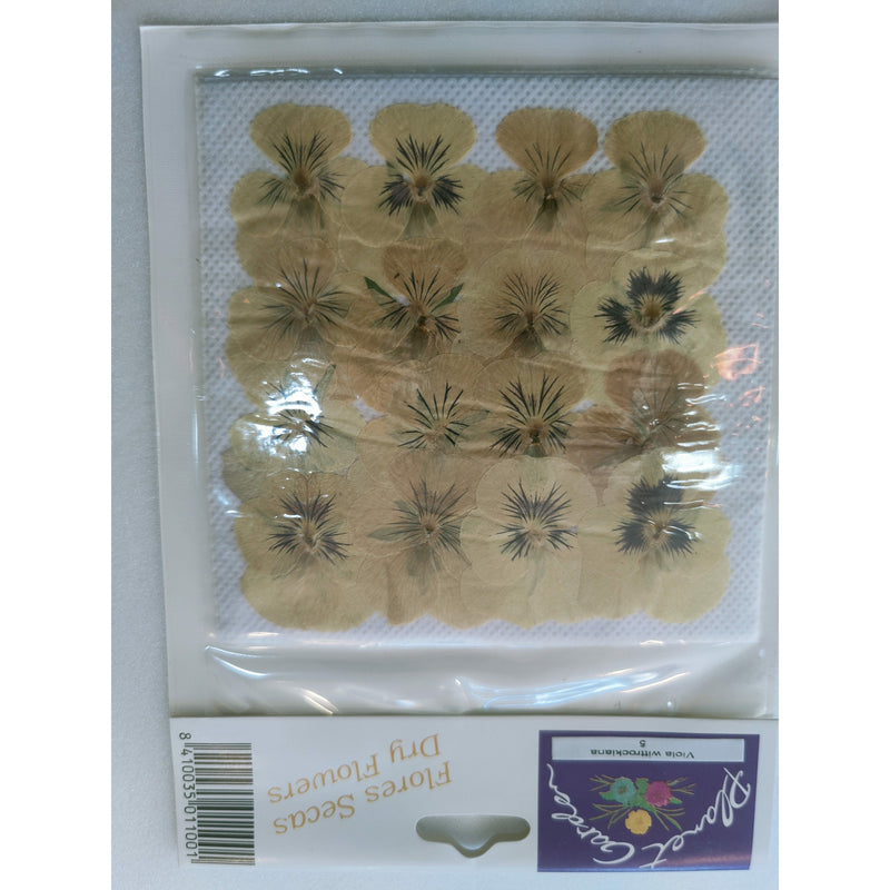 Flores secas prensadas 5 Viola (pensamientos amarillos) CHOPO CENTROARTESANO