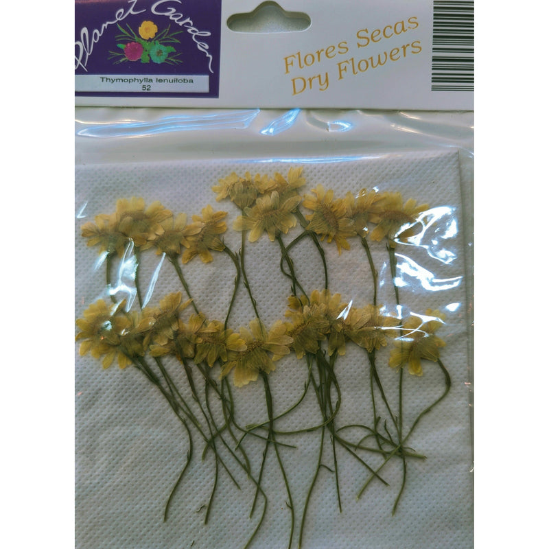 Flores secas prensadas 52 margarita amarilla CHOPO CENTROARTESANO