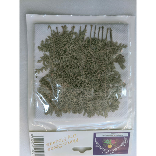 Hojas secas prensadas 104 Sapium sebiferum CHOPO CENTROARTESANO