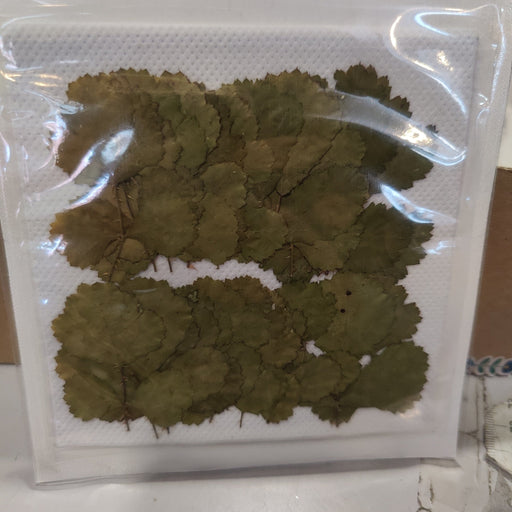 Hojas secas prensadas 120 Rubus parvifolius CHOPO CENTROARTESANO