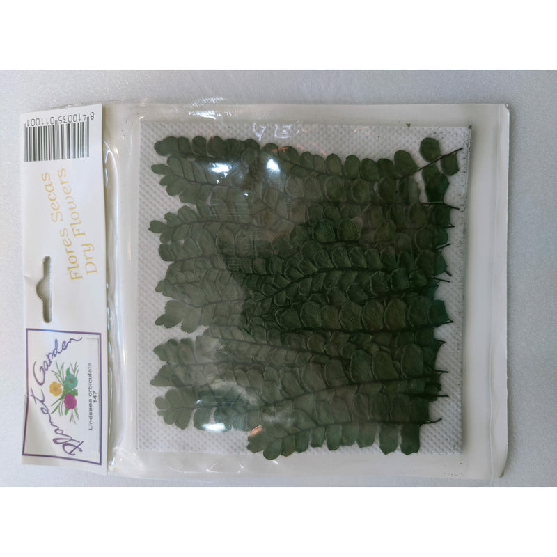 Hojas secas prensadas 147 Lindsaea orbiculata CHOPO CENTROARTESANO