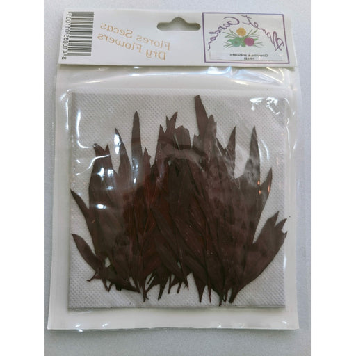 Hojas secas prensadas 154A Grevillea robusta CHOPO CENTROARTESANO