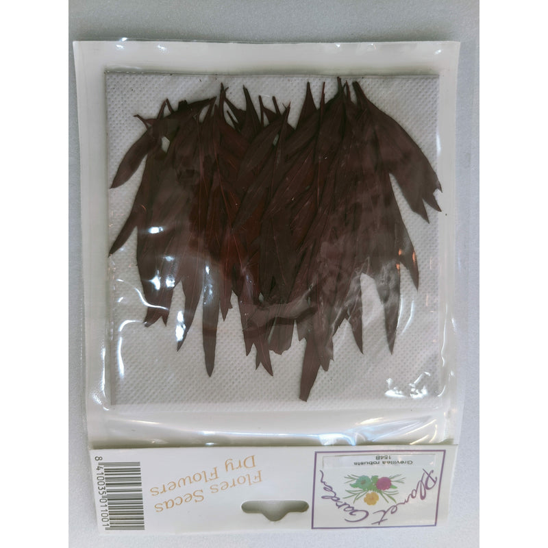 Hojas secas prensadas 154B Grevillea robusta roja CHOPO CENTROARTESANO