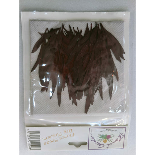 Hojas secas prensadas 154B Grevillea robusta roja CHOPO CENTROARTESANO