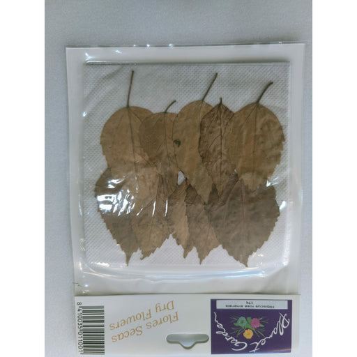 Hojas secas prensadas 172 Astilbe chinensis CHOPO CENTROARTESANO