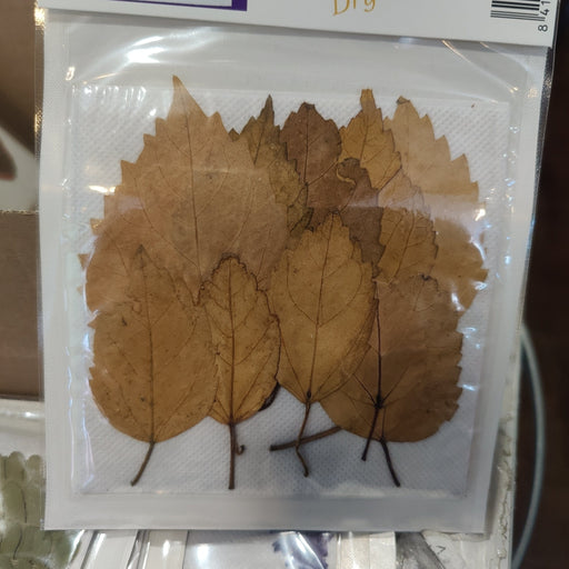 Hojas secas prensadas 174 Hibiscus rosa sinensis CHOPO CENTROARTESANO