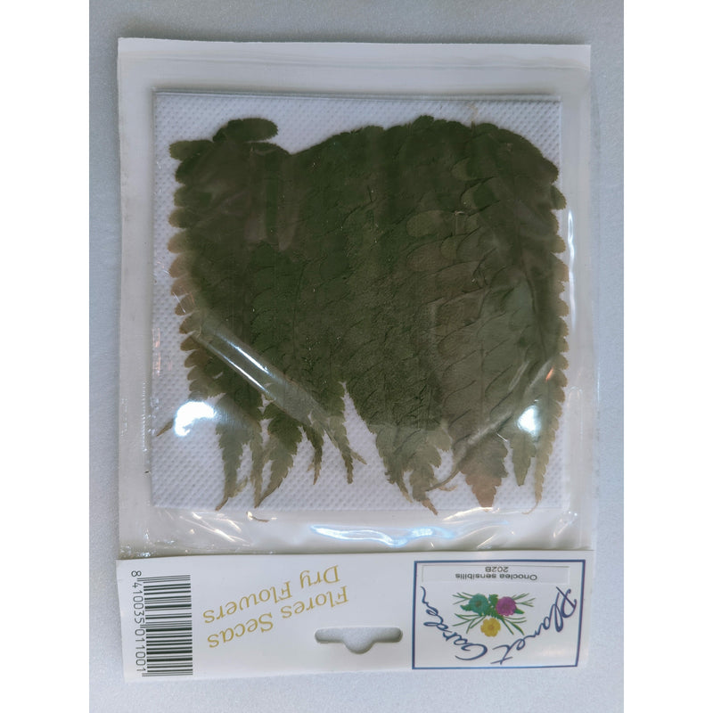 Hojas secas prensadas 202B Onocies sensibilis CHOPO CENTROARTESANO