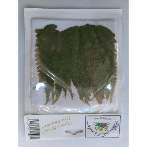 Hojas secas prensadas 202B Onocies sensibilis CHOPO CENTROARTESANO