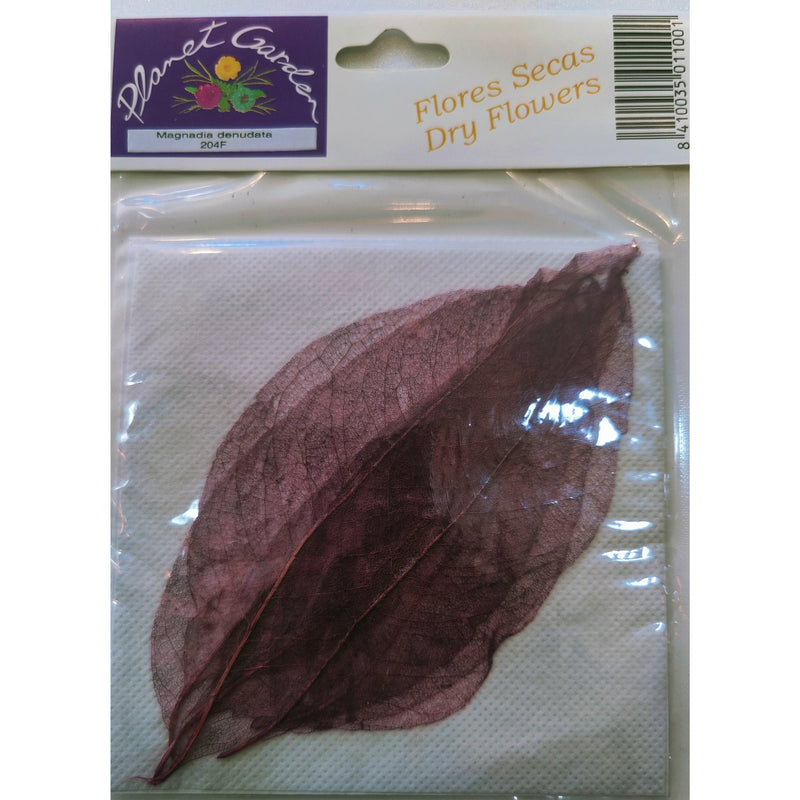 Hojas secas prensadas 204F Magnadia denudata rosa CHOPO CENTROARTESANO