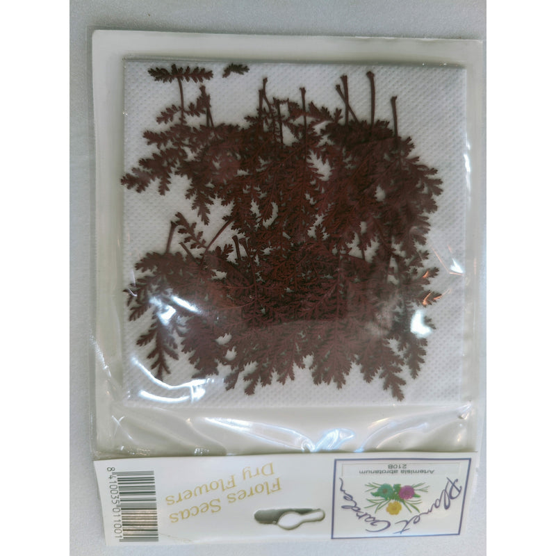 Hojas secas prensadas 210C Artemisia abrotanum rojo CHOPO CENTROARTESANO