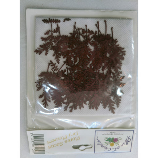 Hojas secas prensadas 210C Artemisia abrotanum rojo CHOPO CENTROARTESANO