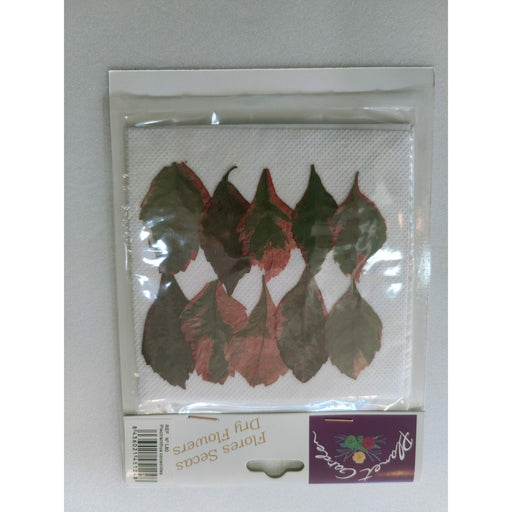 Hojas secas prensadas L80 Plectranthus coceoides CHOPO CENTROARTESANO