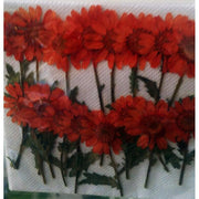 Flores secas prensadas crisantemo naranja N/A CENTROARTESANO