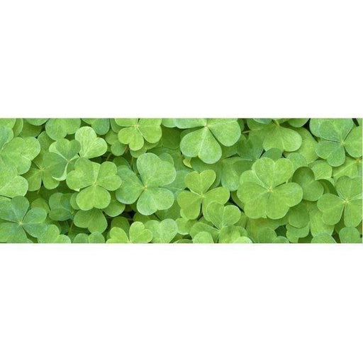 Ursus cartulina 300g 50x68 12722258 trebol hojas URSUS CENTROARTESANO